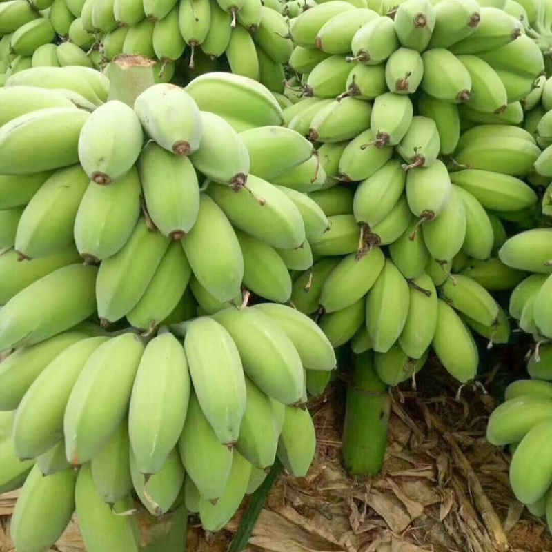 广西正宗苹果蕉粉蕉糯米蕉应季果蔬新鲜采摘整箱包邮