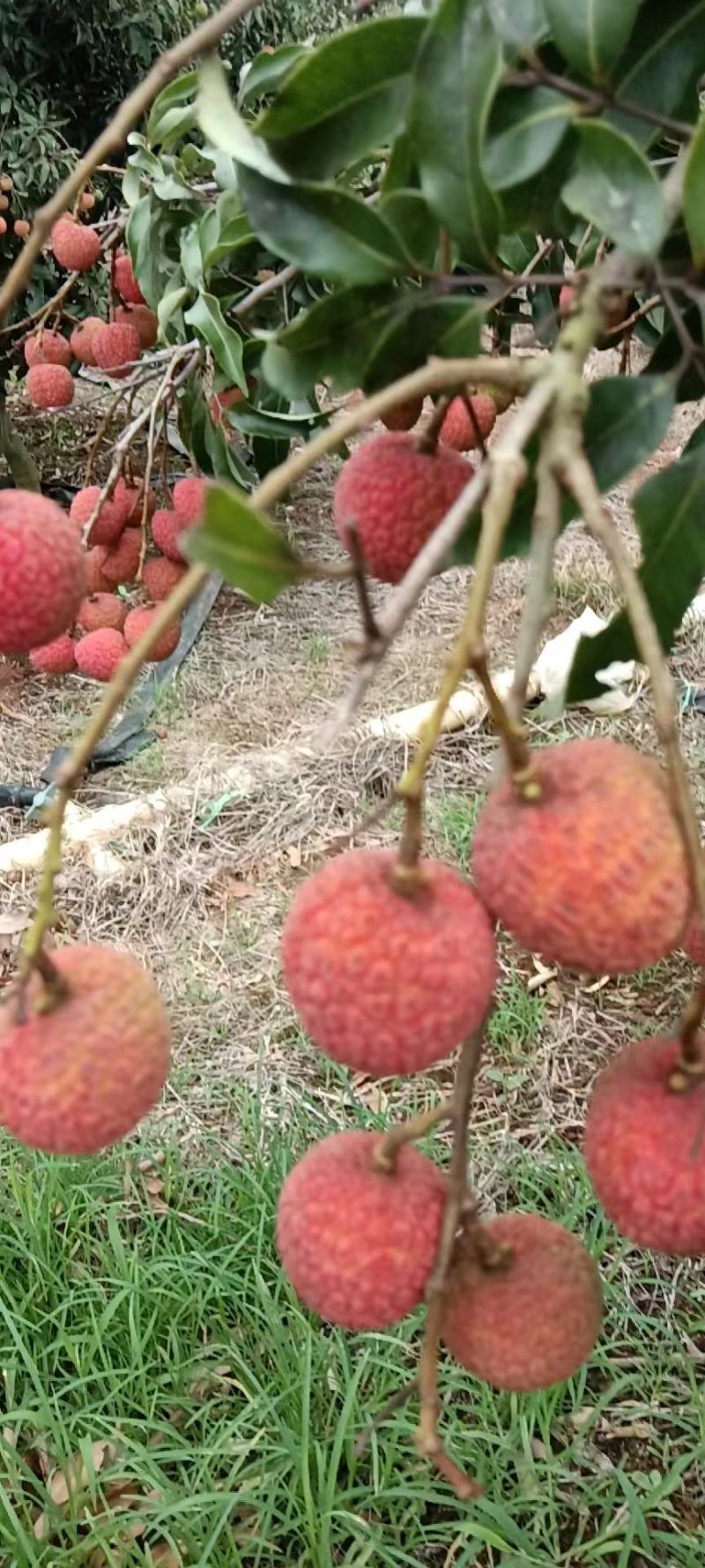 2000左右白糖罂荔枝现货