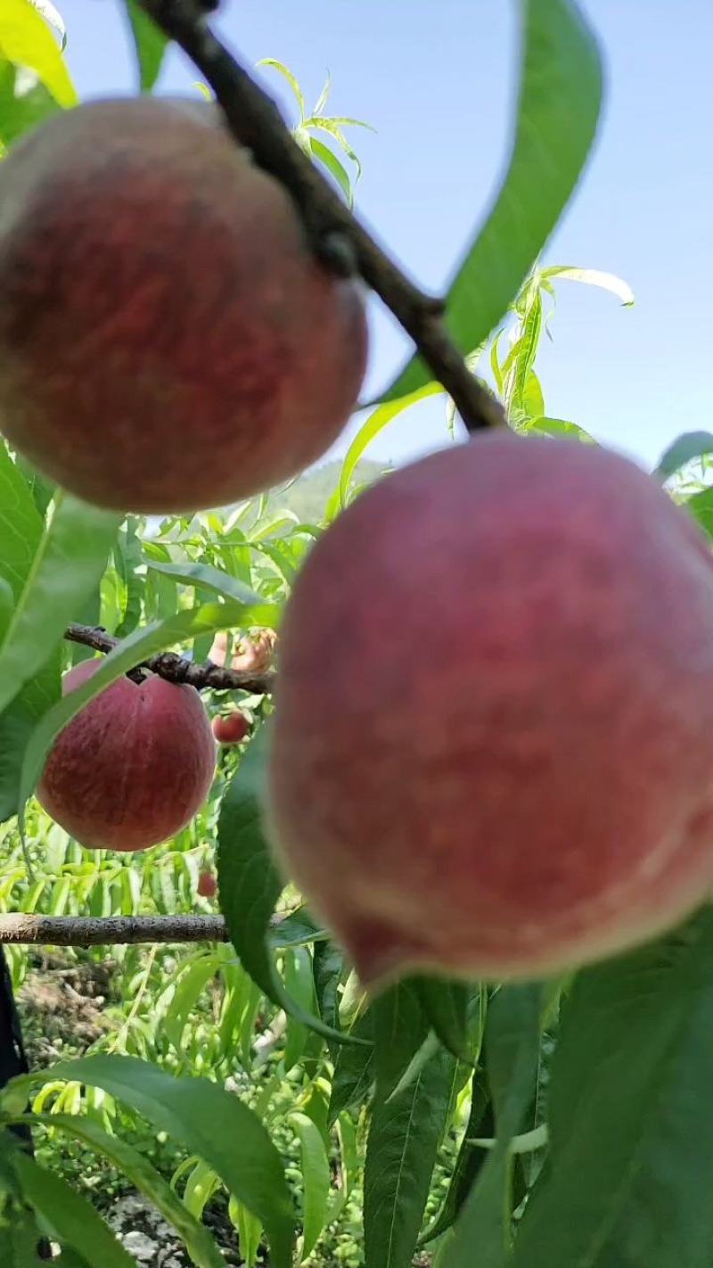 胭脂脆毛桃囗感脆不发软甜大量上市价格美丽量大从优