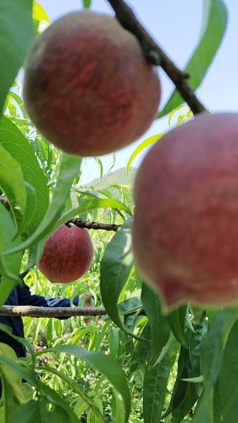 胭脂脆毛桃囗感脆不发软甜大量上市价格美丽量大从优