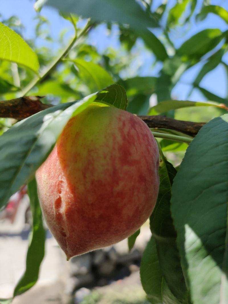 胭脂脆毛桃囗感脆不发软甜大量上市价格美丽量大从优