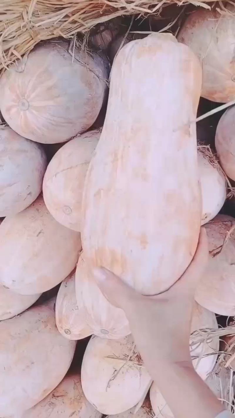 广西密本南瓜，电商小南瓜，加工厂饭堂南瓜，大量有货保质量