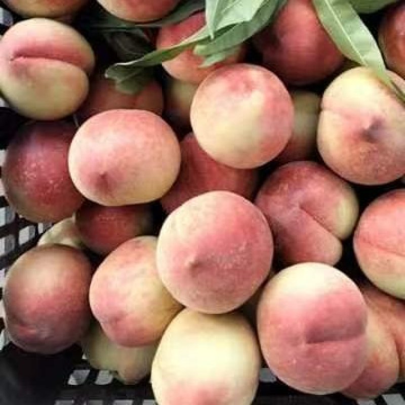 胭脂脆毛桃囗感脆不发软甜大量上市价格美丽量大从优