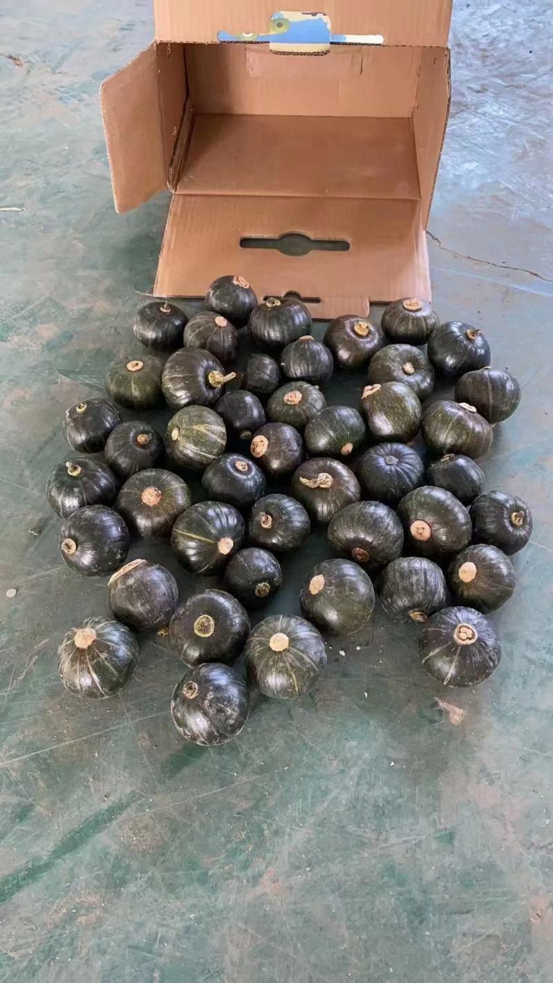 广西南宁贝贝南瓜板栗瓜，质量保证，价格优惠，工地一手货源