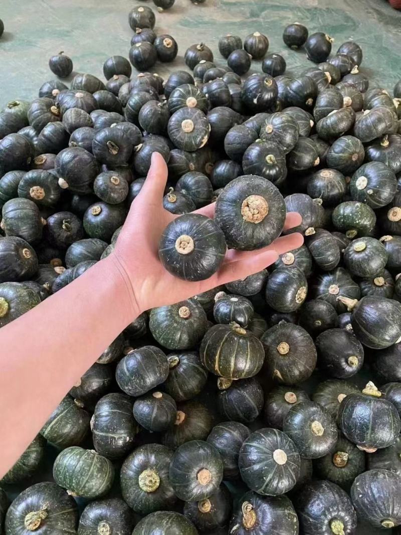 广西南宁贝贝南瓜板栗瓜，质量保证，价格优惠，工地一手货源