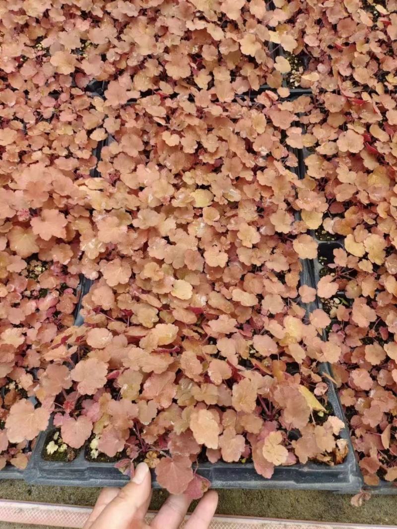 矾根，多色矾根，基地矾根大量现货，品种齐全