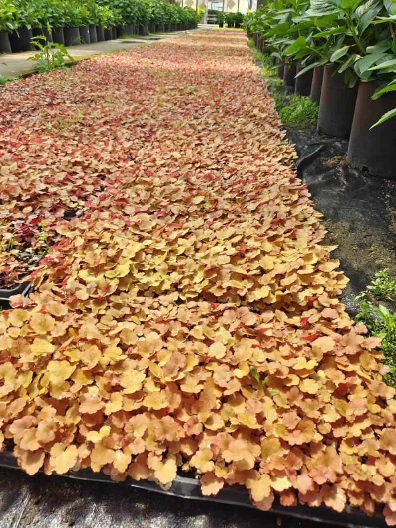 矾根，多色矾根，基地矾根大量现货，品种齐全