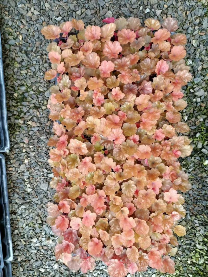 矾根，多色矾根，基地矾根大量现货，品种齐全