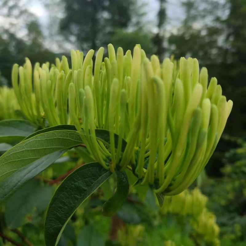 金银花茶湘蕾五号金银花茶规格齐全，产地直供，量大质优