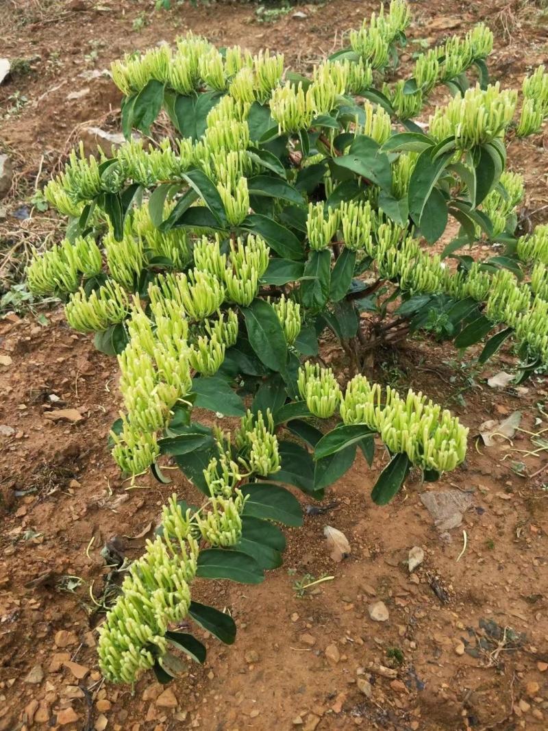 金银花茶湘蕾五号金银花茶规格齐全，产地直供，量大质优