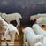 基地直供优质小羊羔30-40斤/头四川广安纯种湖羊