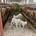 基地直供优质小羊羔30-40斤/头四川广安纯种湖羊