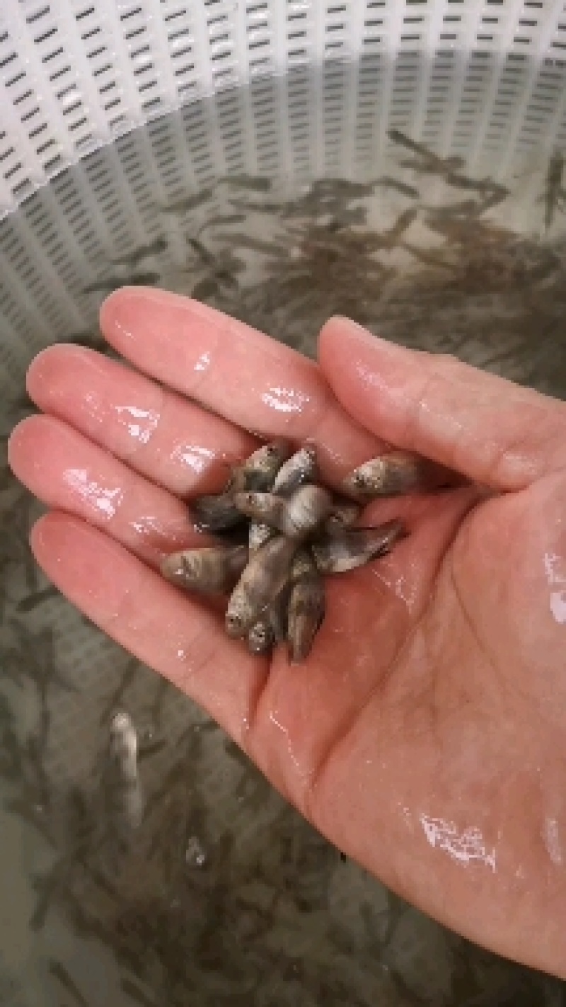 胭脂鱼口感爽滑，鱼肉细腻，是做鱼片*适合的食材。
