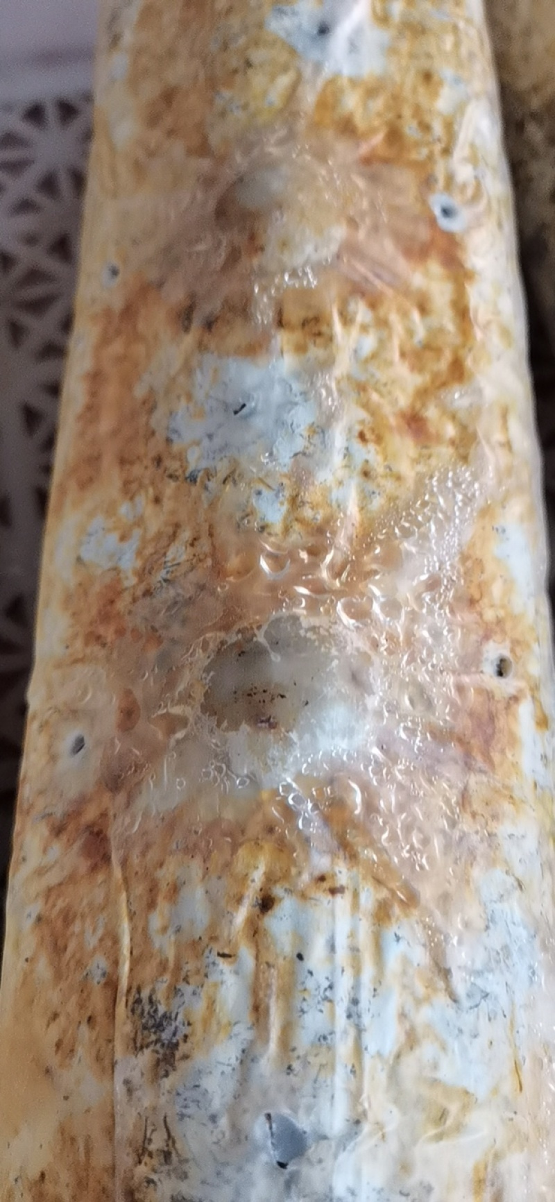 金耳菌包菌棒提供技术支持包出菇教程