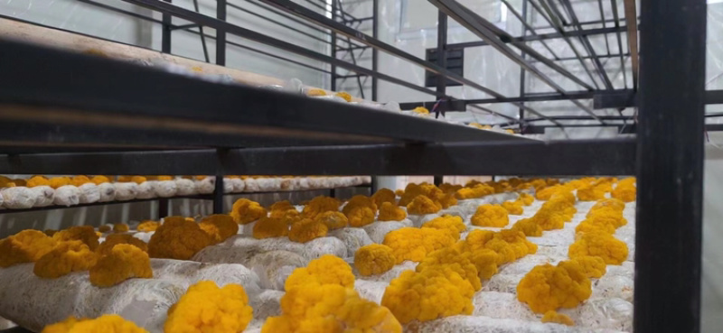 金耳菌包菌棒提供技术支持包出菇教程