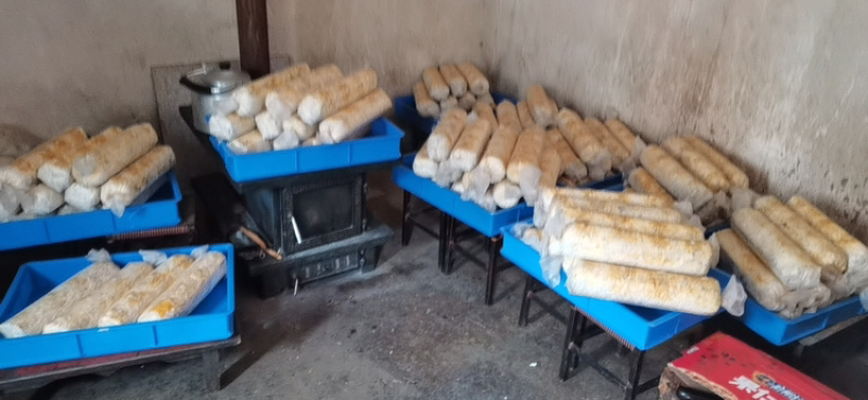金耳菌包菌棒提供技术支持包出菇教程