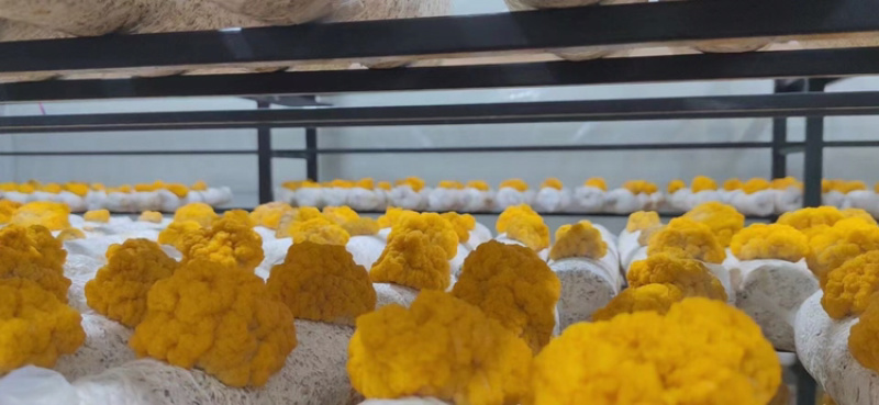 金耳菌包菌棒提供技术支持包出菇教程