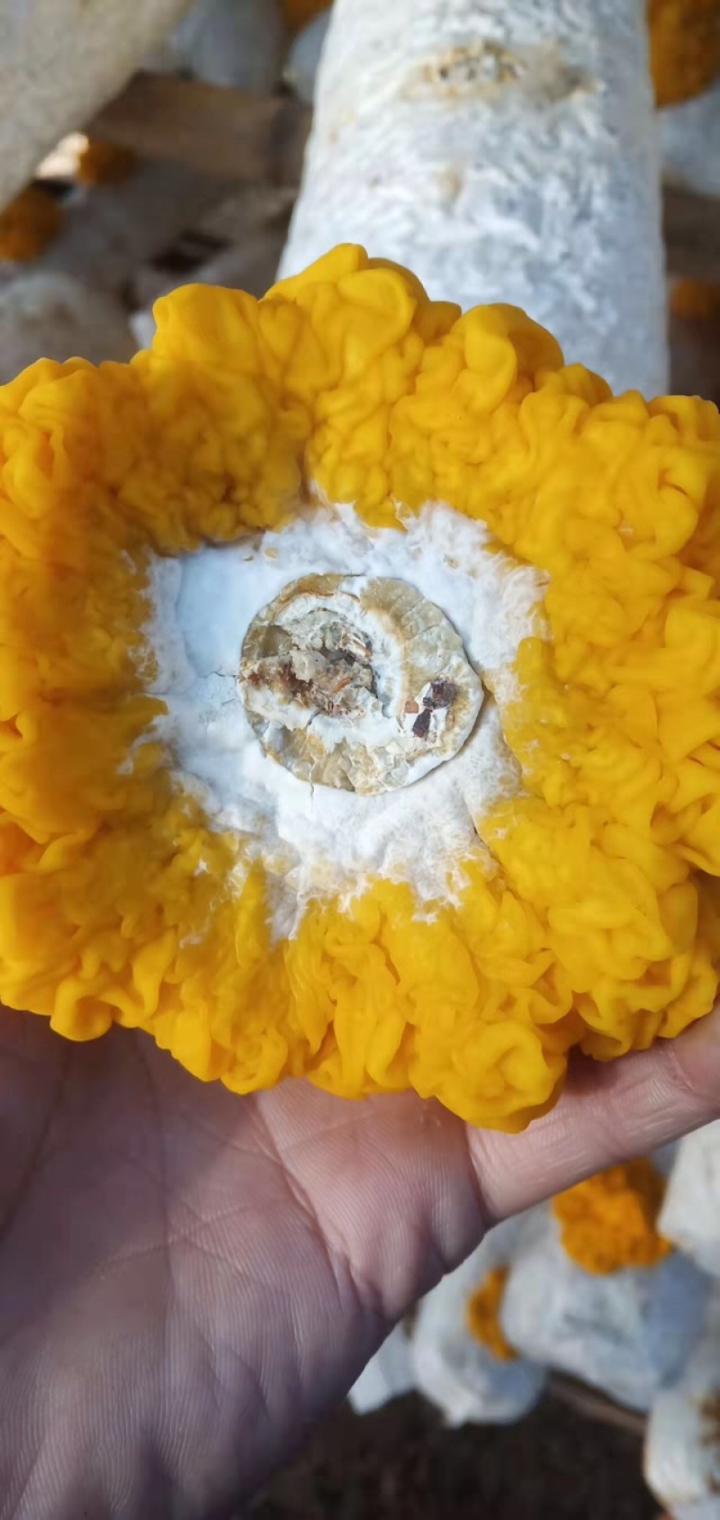 金耳菌包菌棒提供技术支持包出菇教程