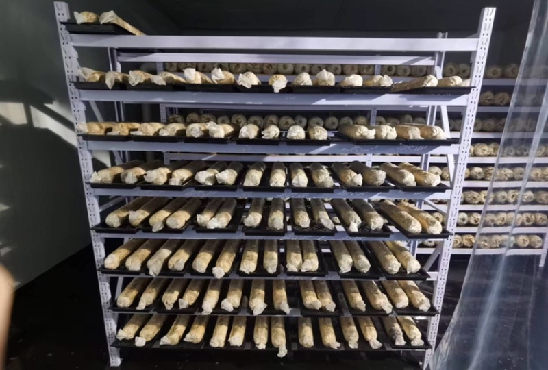 金耳菌包菌棒提供技术支持包出菇教程