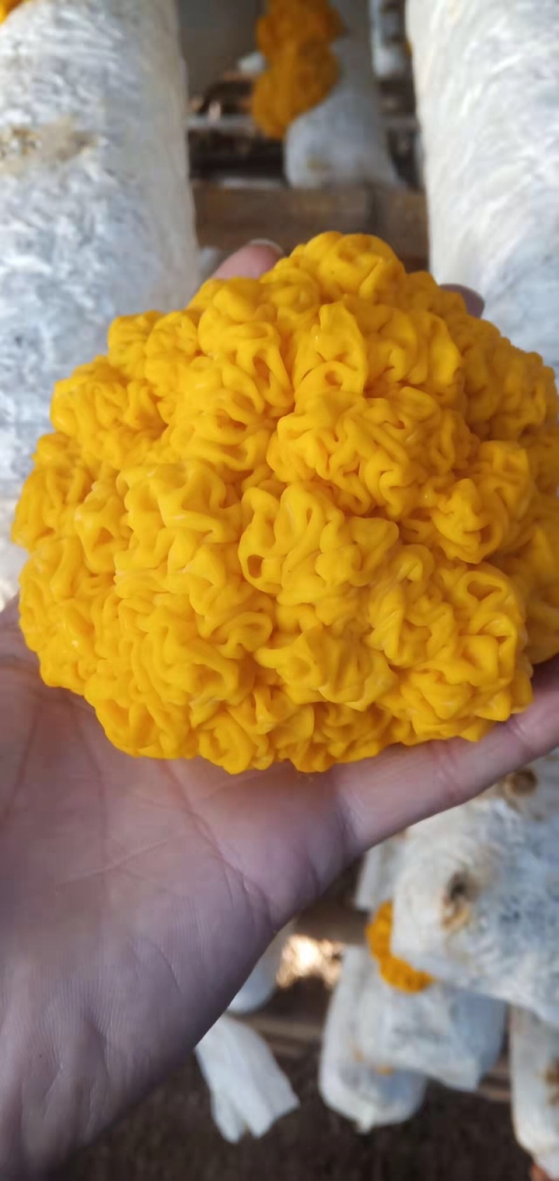 金耳菌包菌棒提供技术支持包出菇教程