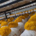 金耳菌包菌棒提供技术支持包出菇教程