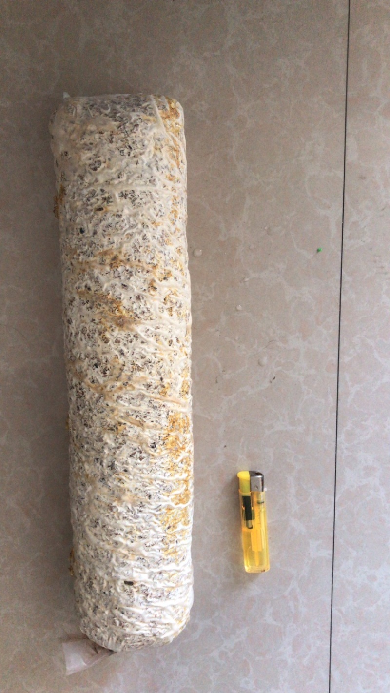 金耳菌包菌棒提供技术支持包出菇教程