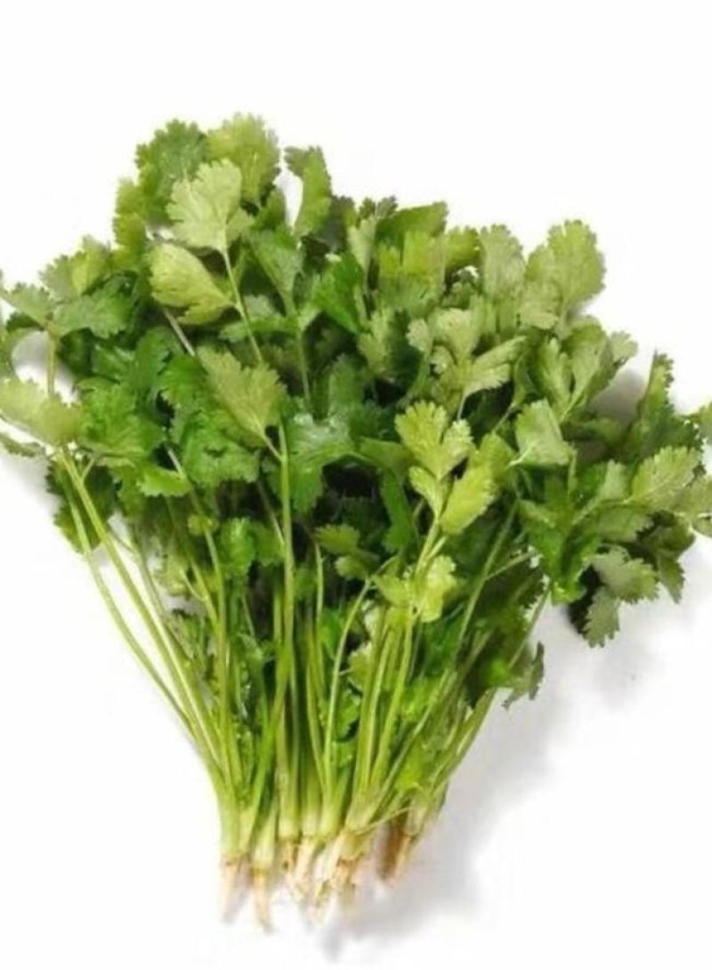 香菜