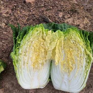 大白菜