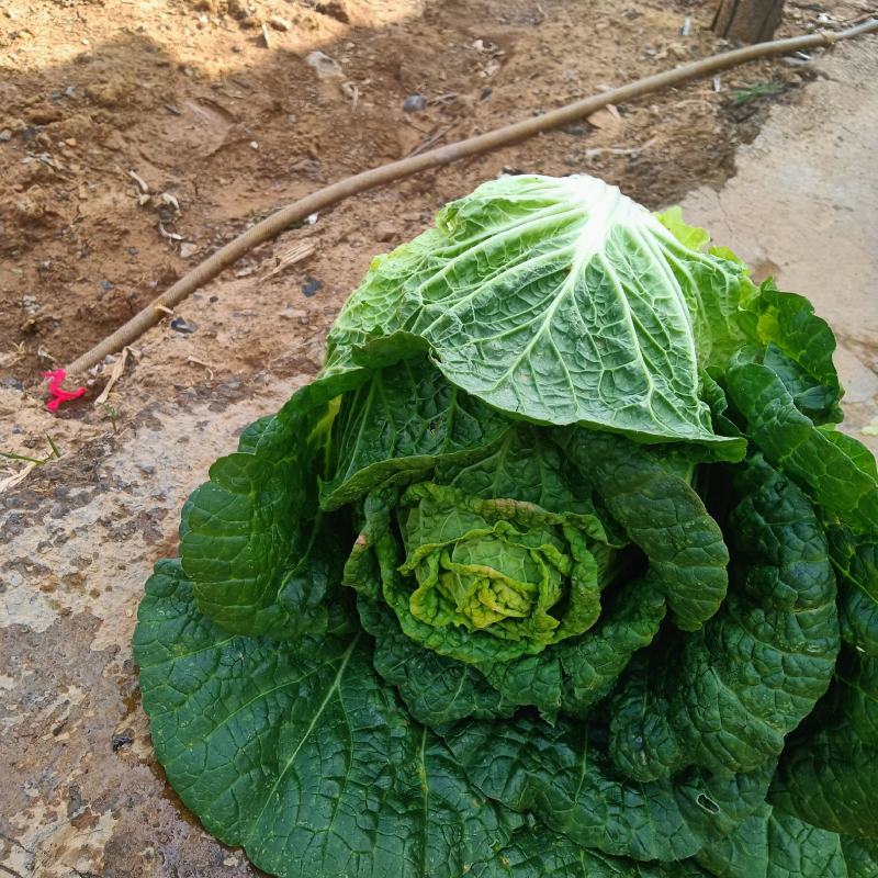 大白菜