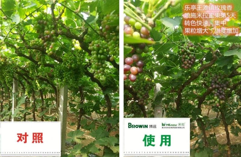 米拉·蜜果功能液体肥转色靓果专家增糖靓果脱青转色