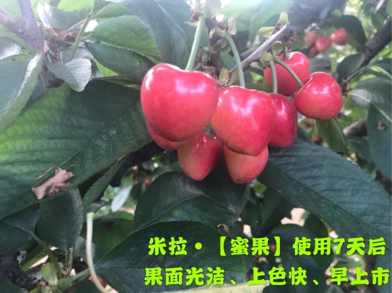 米拉·蜜果功能液体肥转色靓果专家增糖靓果脱青转色
