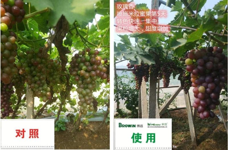 米拉·蜜果功能液体肥转色靓果专家增糖靓果脱青转色