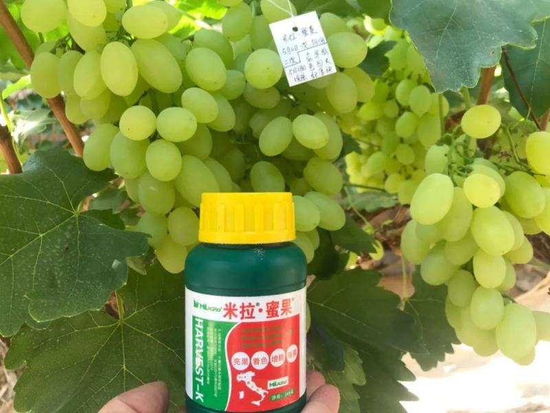 米拉·蜜果功能液体肥转色靓果专家增糖靓果脱青转色