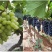米拉·蜜果功能液体肥转色靓果专家增糖靓果脱青转色