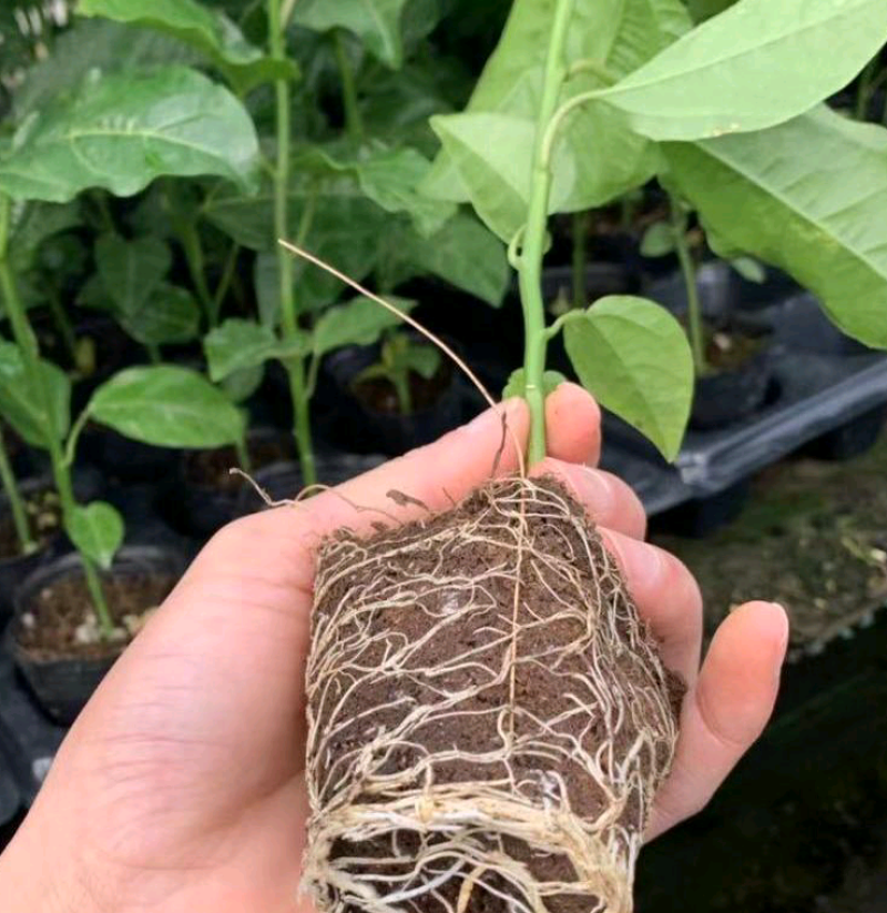 新品种红皮红肉百香果苗树苗黄金果百香果苗四季不断