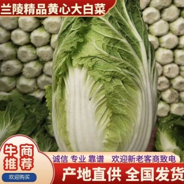 山东兰陵白菜黄心白菜大锦玲珑黄产地一手货源