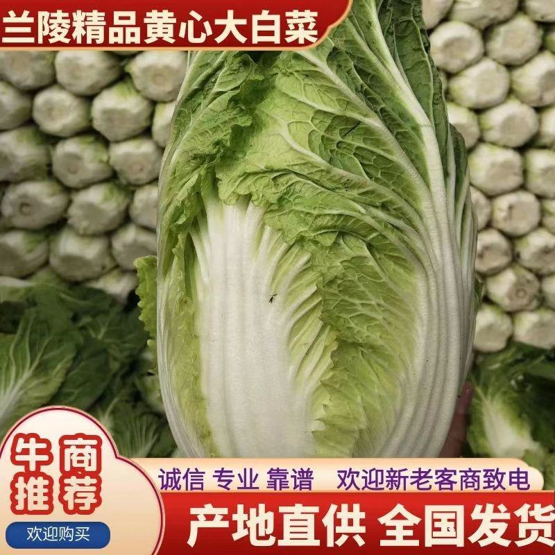 山东兰陵白菜黄心白菜大锦玲珑黄产地一手货源