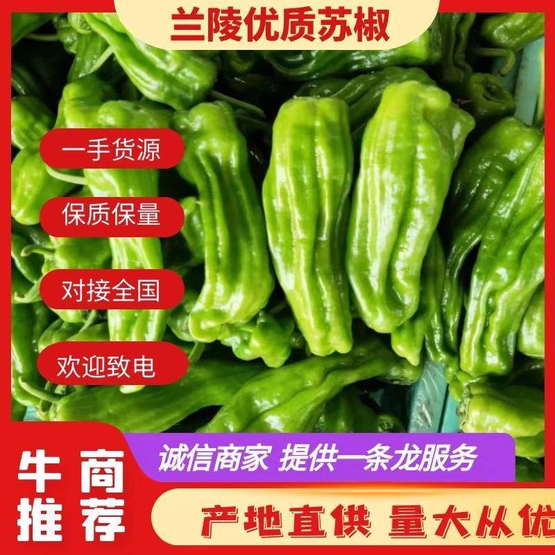兰陵薄皮椒芜湖椒苏椒鲜辣椒一手货源产地直发保质
