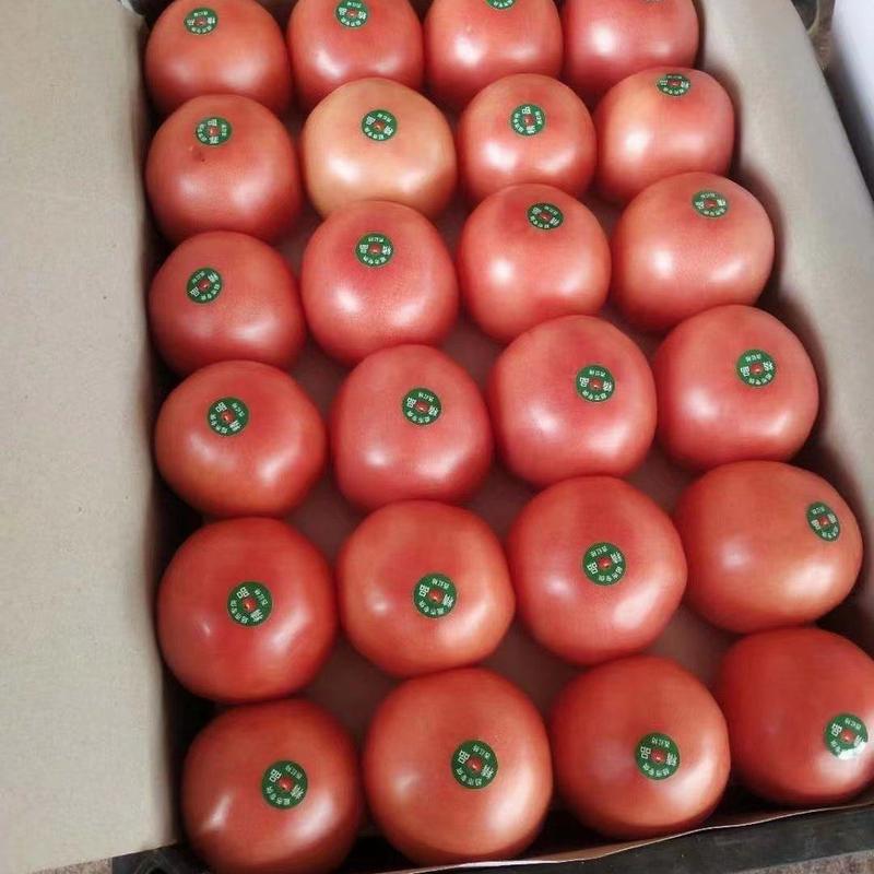 西红柿上市了果行好欢迎新老客户前来订购