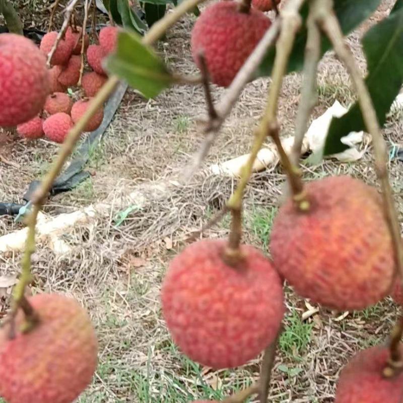 2000斤左右荔枝白糖罂现货