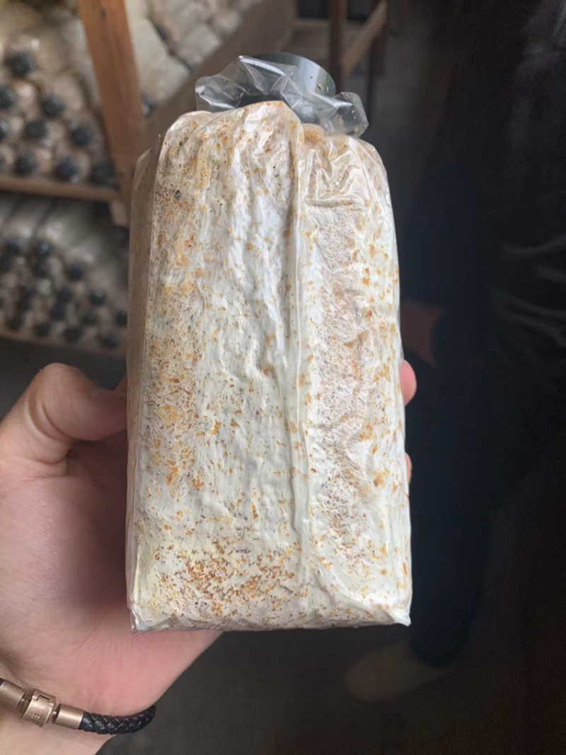 赤松茸菌种大球盖菇菌种提供技术支持以及销路