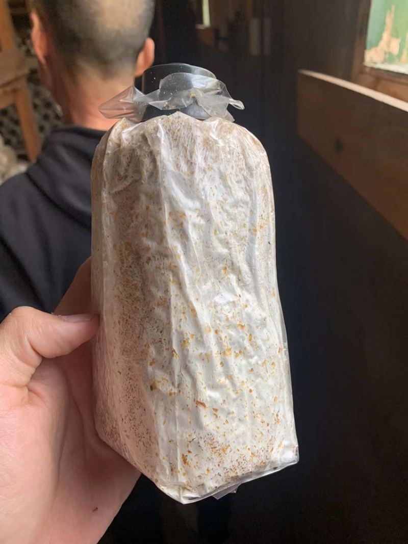 赤松茸菌种大球盖菇菌种提供技术支持以及销路
