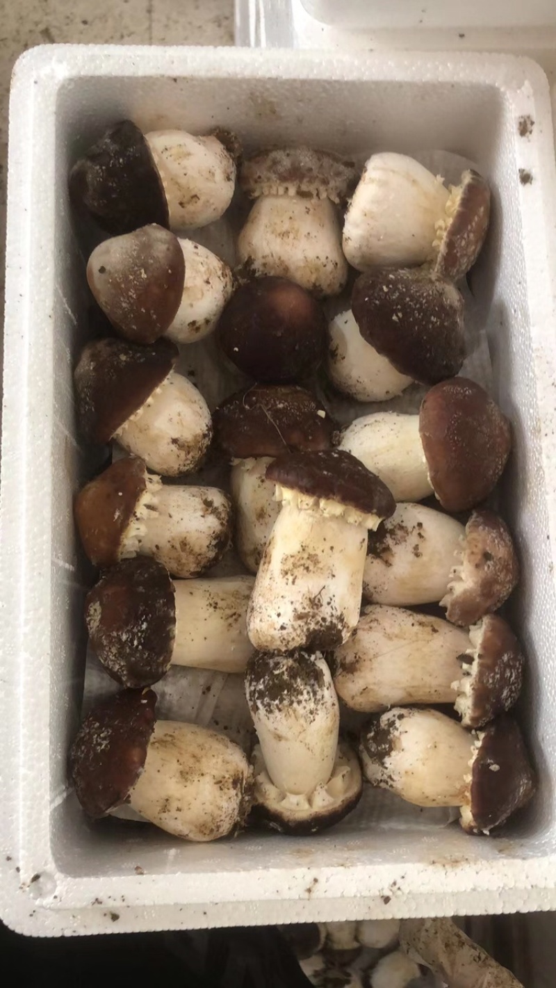 赤松茸菌种大球盖菇菌种提供技术支持以及销路