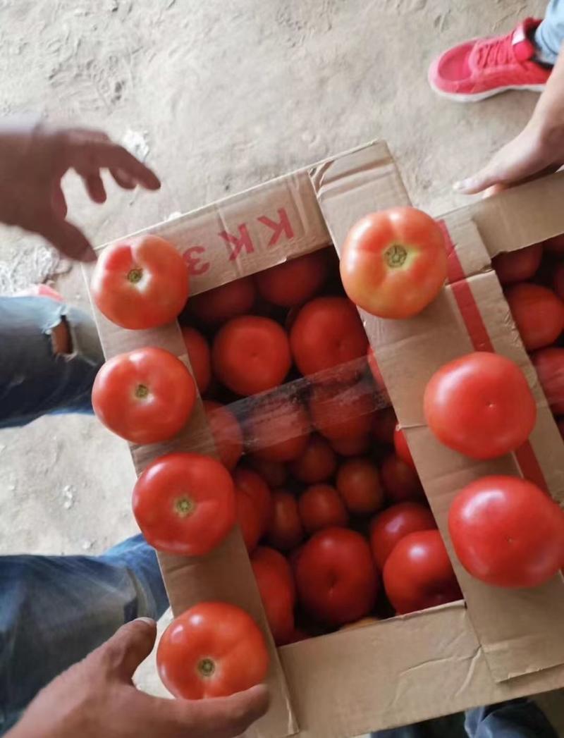 西红柿上市了果行好欢迎新老客户前来订购