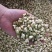 茉莉茉莉花茉莉花干花无硫无添加茉莉地道中药材茉莉