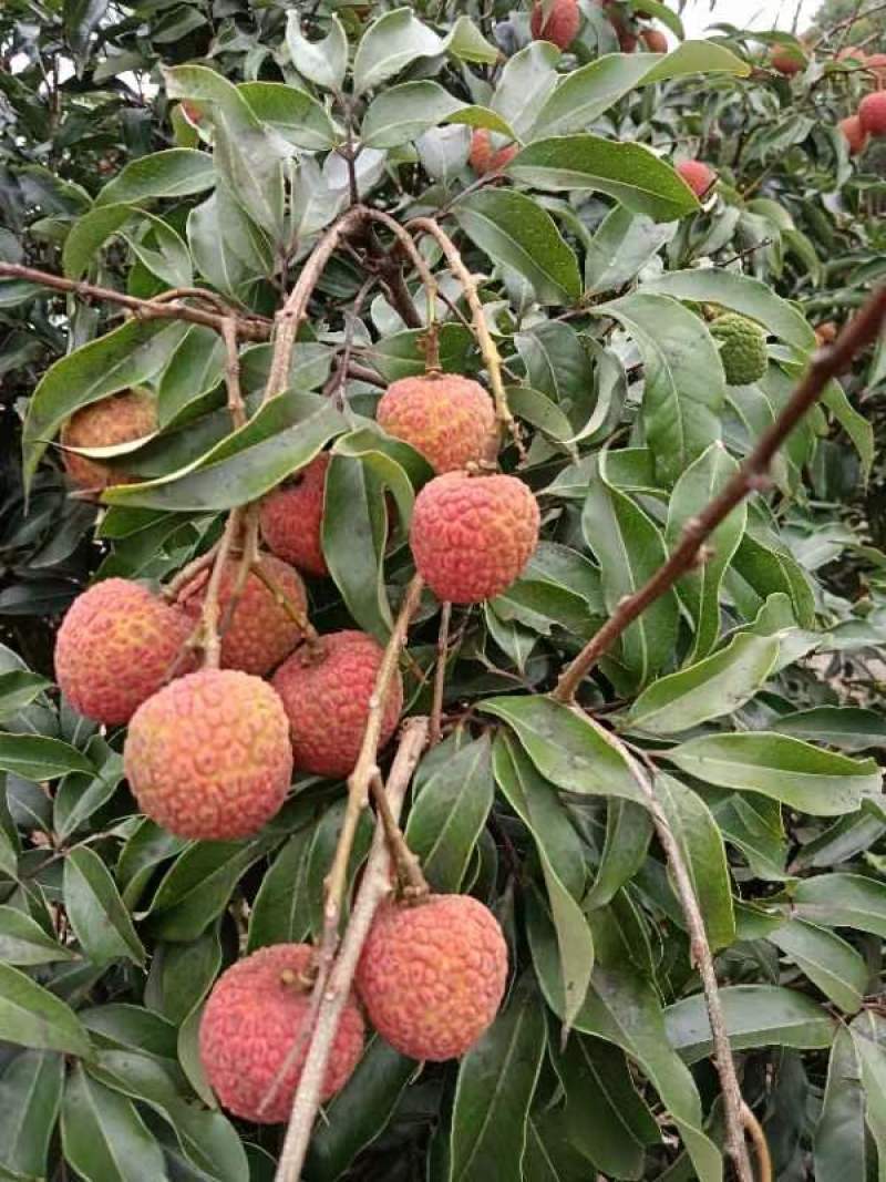 2000斤左右荔枝白糖罂现货
