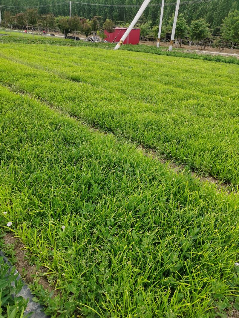 崂峪苔草