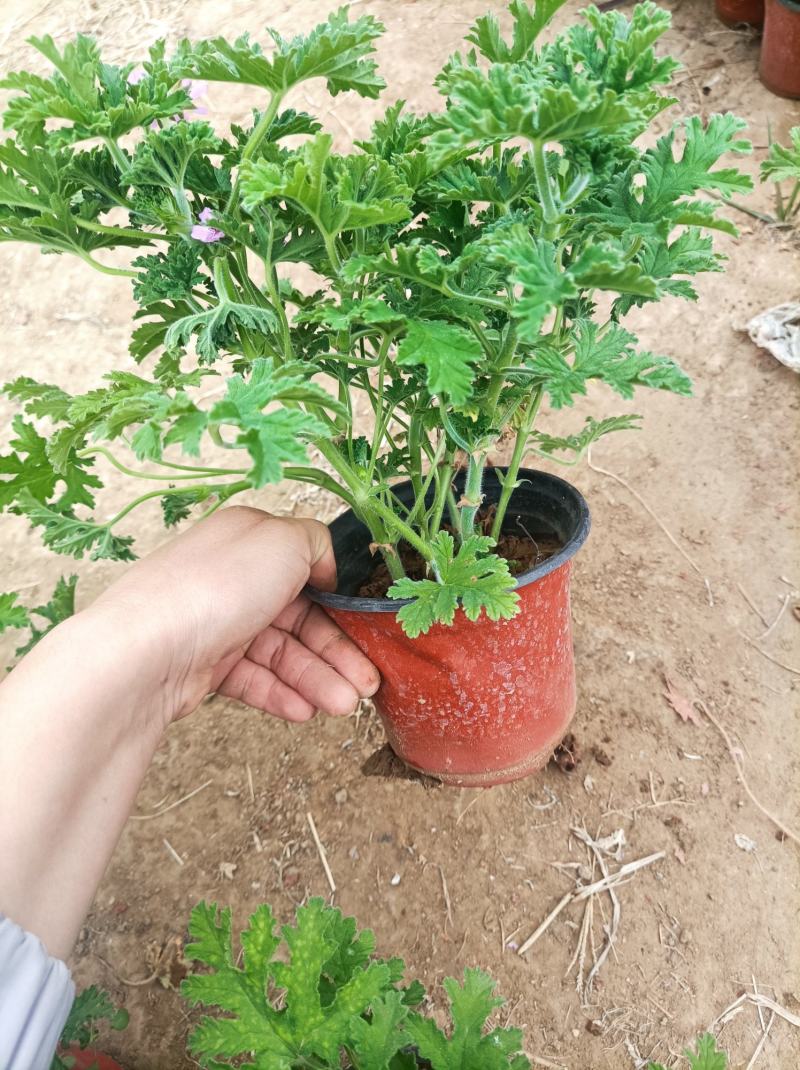 驱蚊草净化空气香叶天竺葵祛除蚊蝇