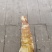 无硫烘干笋干质量保证高山种植产地直发