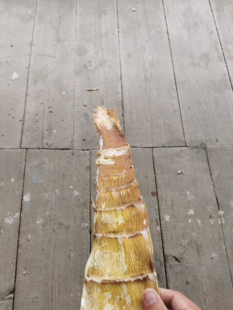 无硫烘干笋干质量保证高山种植产地直发